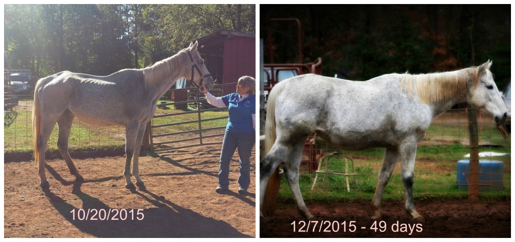 Emma came to us from the Peaceable Farm Rescue